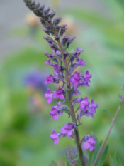 Linaria purpurea  bestellen